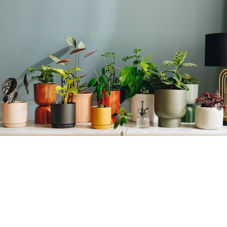 The 5 reasons why plants are valuable and important