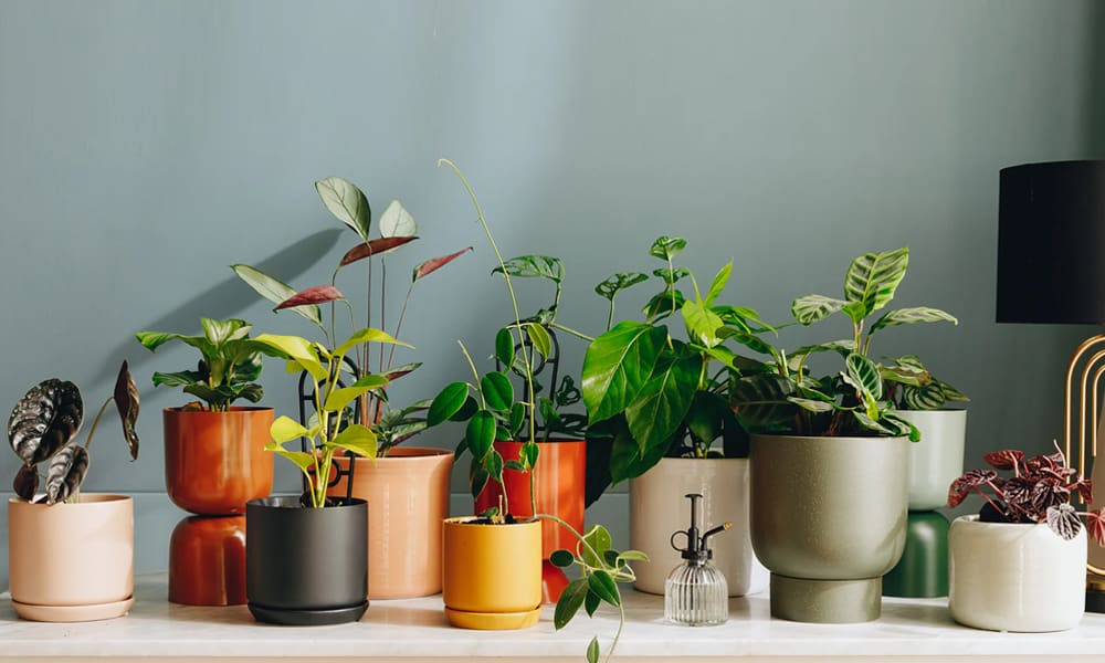 The 5 reasons why plants are valuable and important