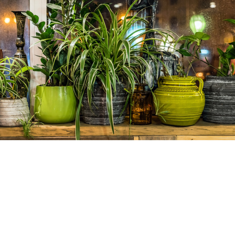 Brilliant and Easy Plant Care Tips