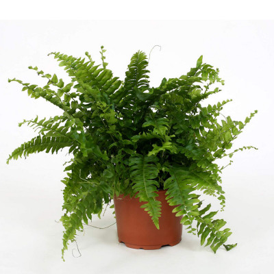 Nephrolepis exaltata Bostoniensis - Boston Fern