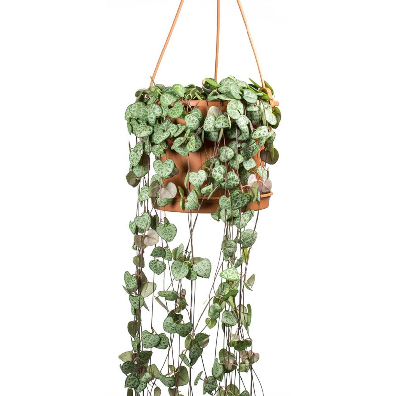 Ceropegia woodii - String of Hearts - Image 3