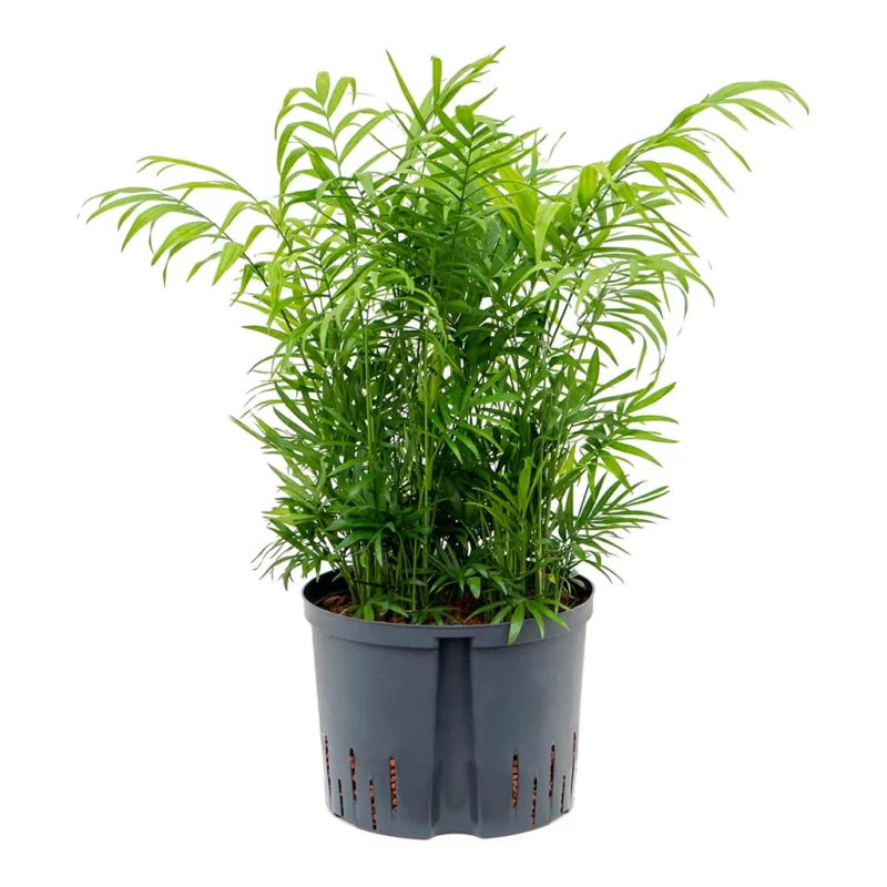 Chamaedorea elegans - Parlour Palm - Hydroculture - Image 3