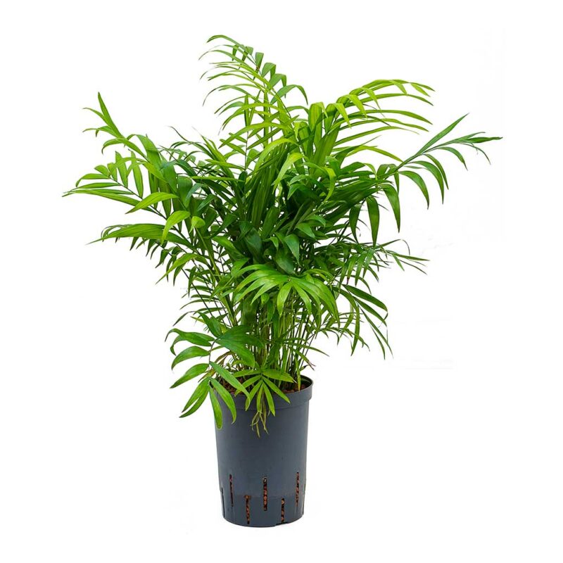 Chamaedorea elegans - Parlour Palm - Hydroculture - Image 2