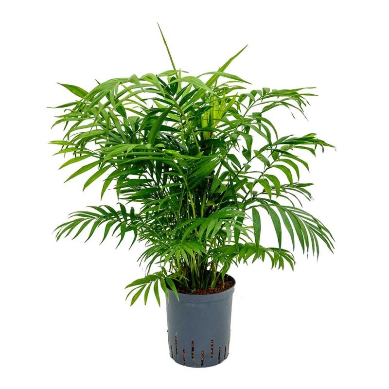 Chamaedorea elegans - Parlour Palm - Hydroculture