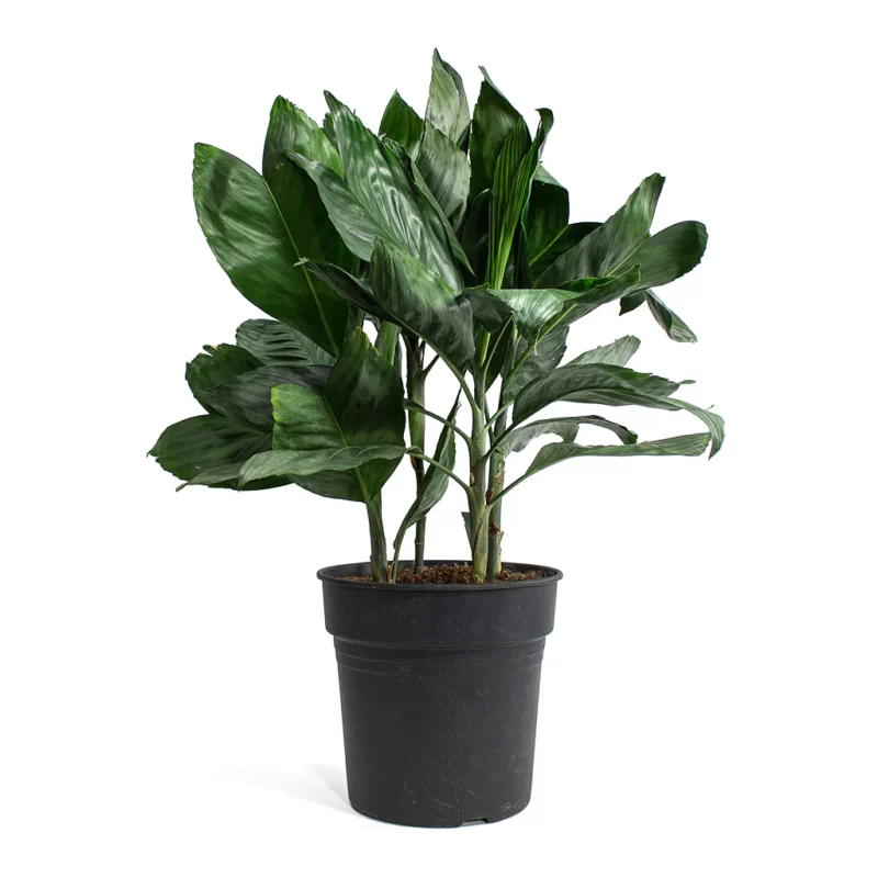 Chamaedorea metallica - Metallic Palm