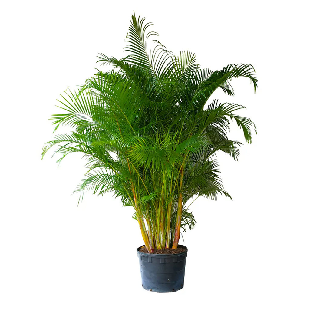 Chrysalidocarpus lutescens - Areca Palm