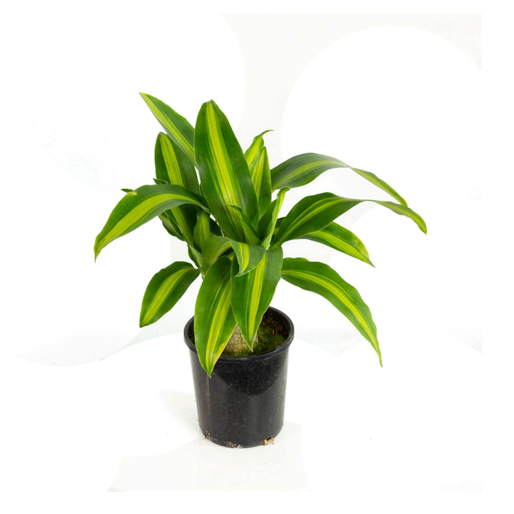 Dracaena Massangeana