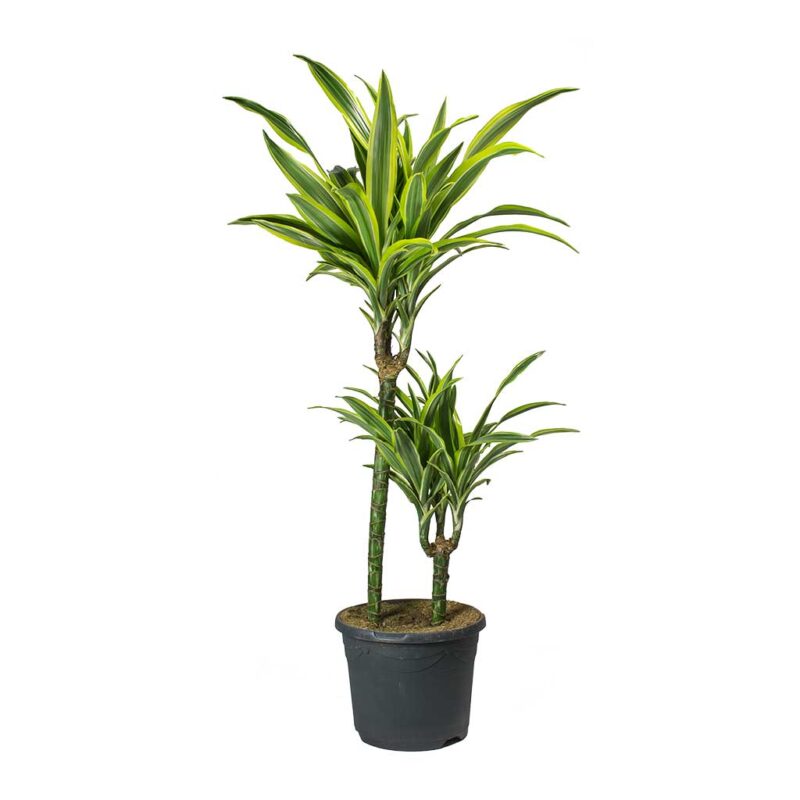 Dracaena fragrans Lemon Lime - Multi Stem - Image 2