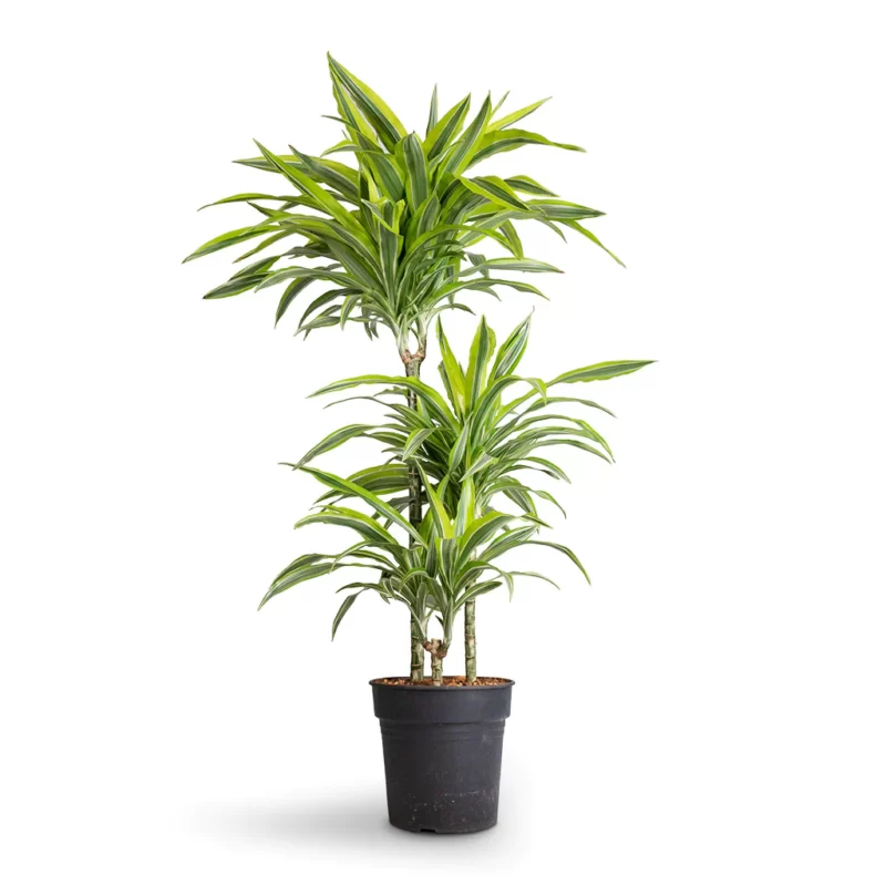 Dracaena fragrans Lemon Lime - Multi Stem