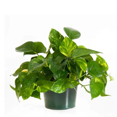 Epipremnum aureum - Golden Pothos