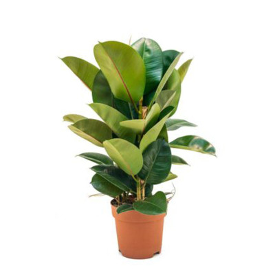 Ficus elastica Robusta - Rubber Plant