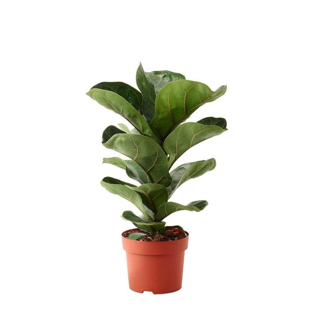 Ficus lyrata - Fiddle leaf fig