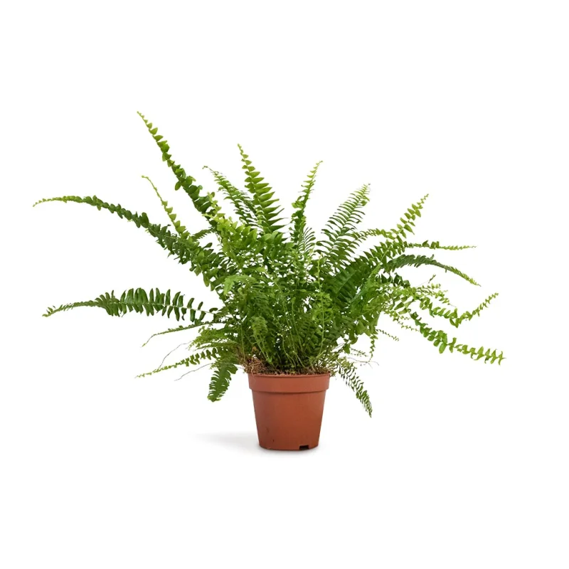 Nephrolepis exaltata Bostoniensis - Boston Fern - Image 3