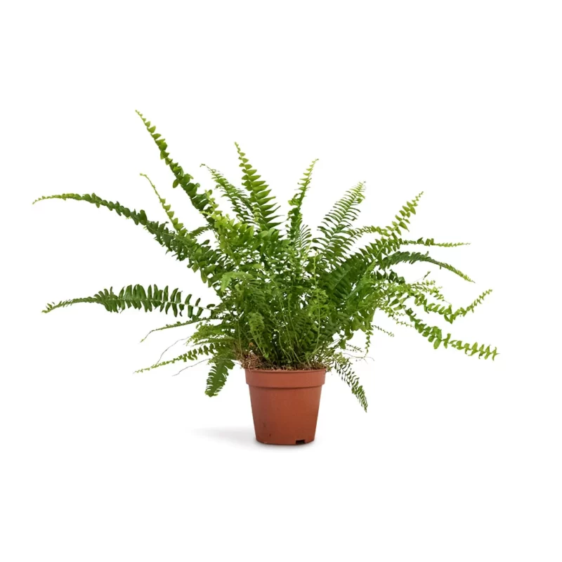 Nephrolepis exaltata Bostoniensis - Boston Fern - Image 3