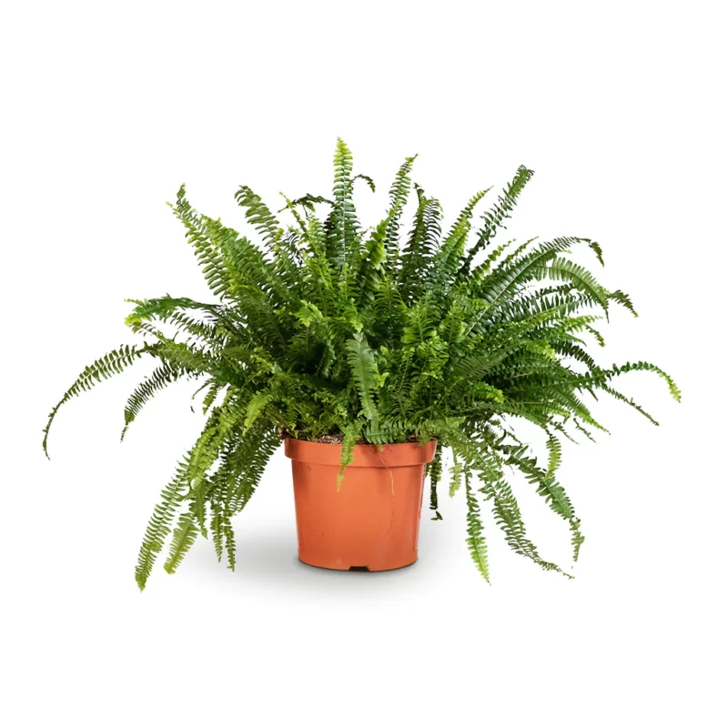 Nephrolepis exaltata Bostoniensis - Boston Fern