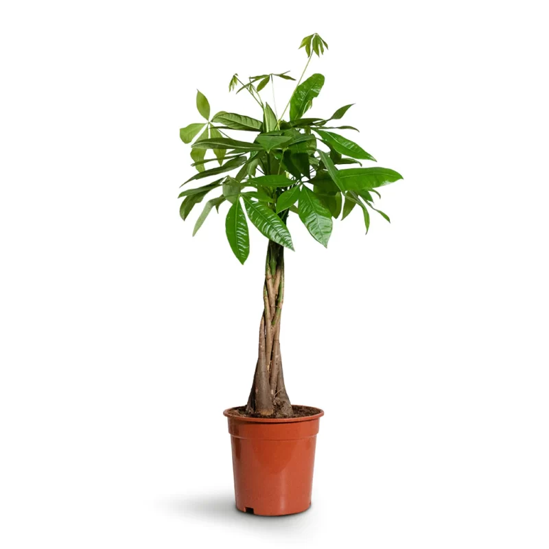 Pachira aquatica - Money Tree - Image 2