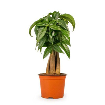 Pachira aquatica - Money Tree