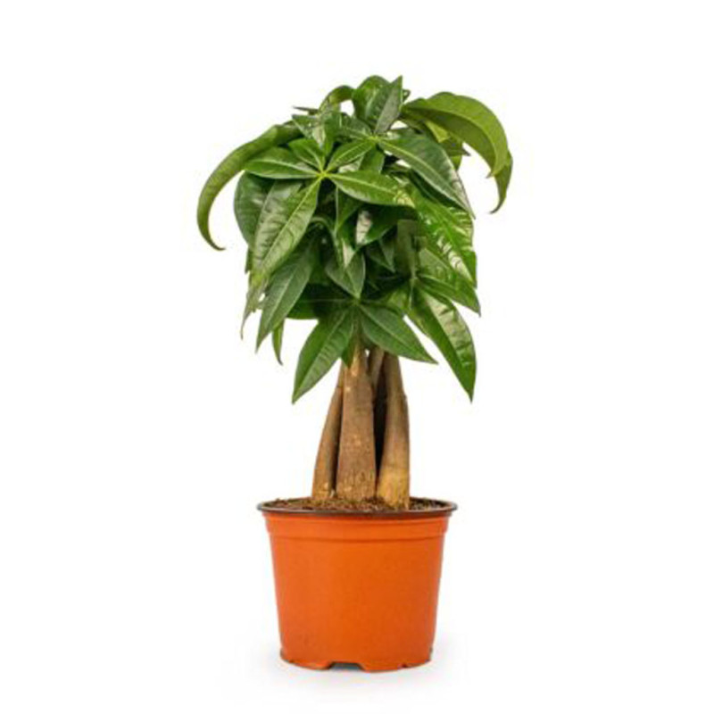 Pachira aquatica - Money Tree