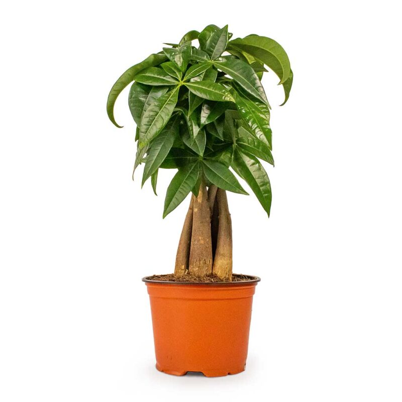 Pachira aquatica - Money Tree