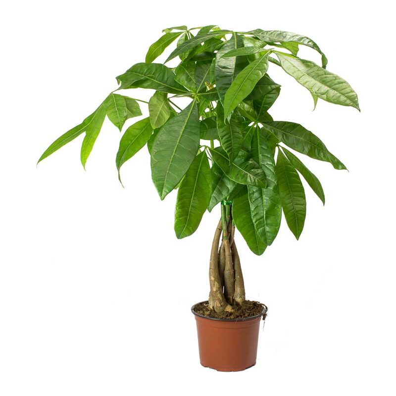 Pachira aquatica - Money Tree - Image 3