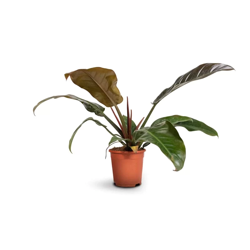 Philodendron Imperial Red - Image 2