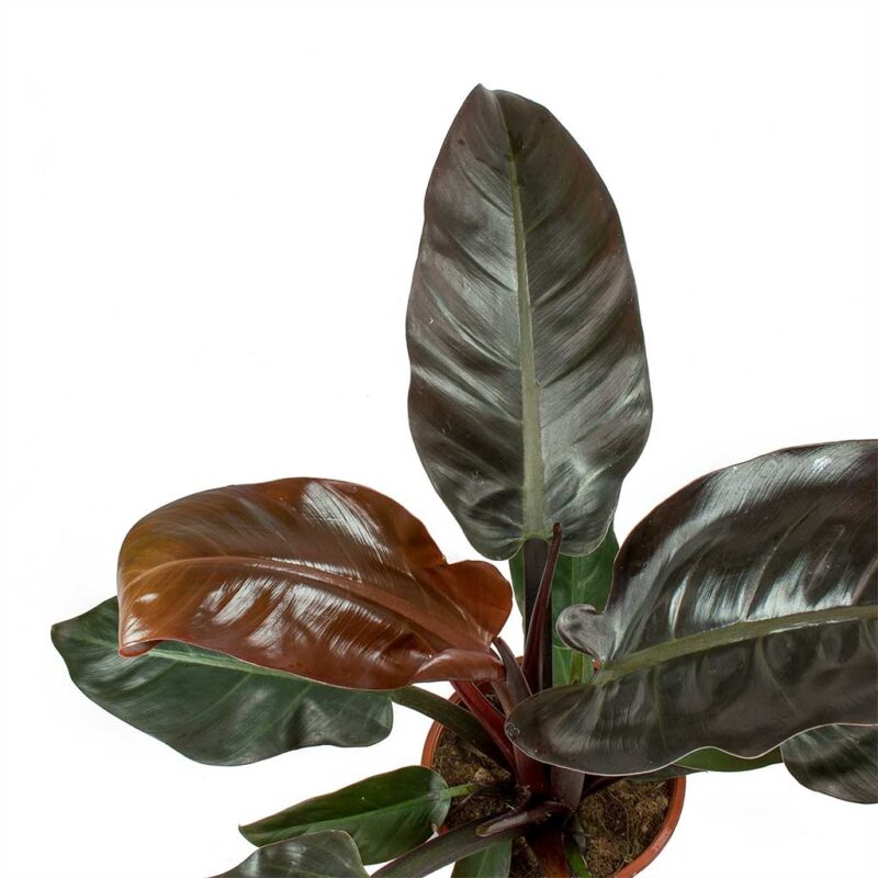 Philodendron Imperial Red - Image 3