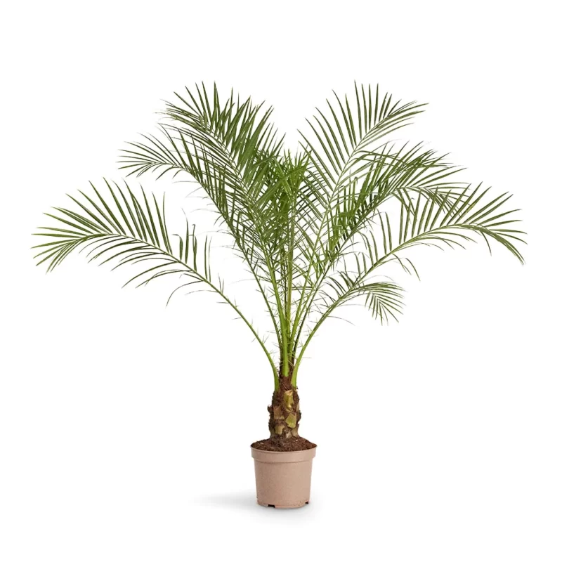 Phoenix roebelenii - Pygmy Date Palm - Image 2