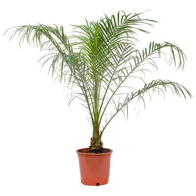 Phoenix roebelenii - Pygmy Date Palm