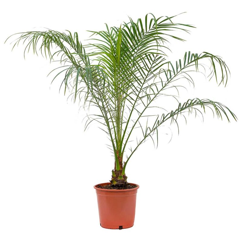 Phoenix roebelenii - Pygmy Date Palm