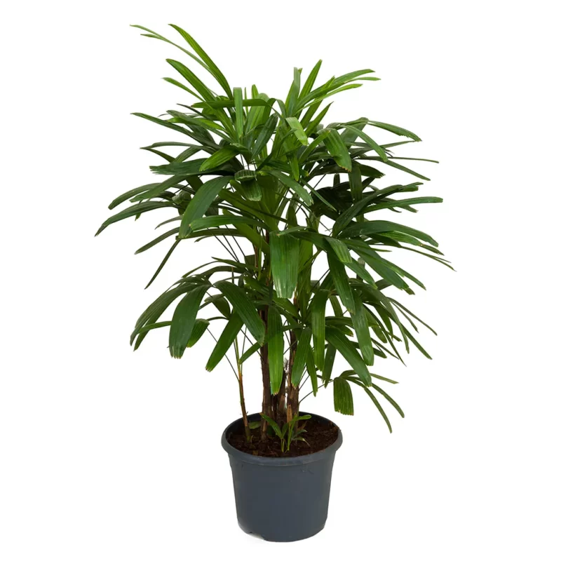 Rhapis excelsa - Lady Palm
