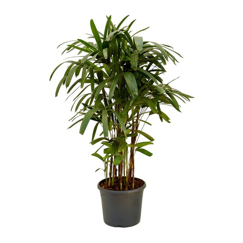 Rhapis excelsa - Lady Palm - Image 2