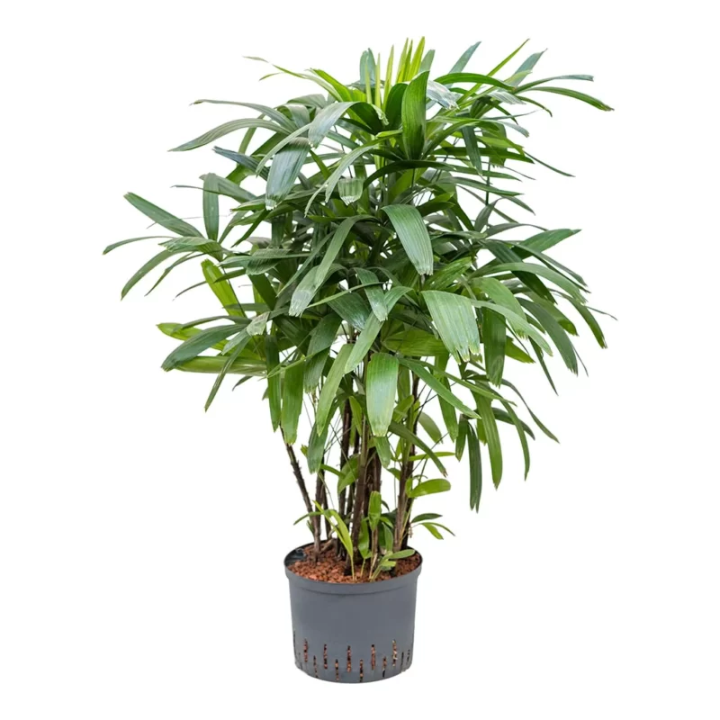 Rhapis excelsa - Lady Palm - Hydroculture