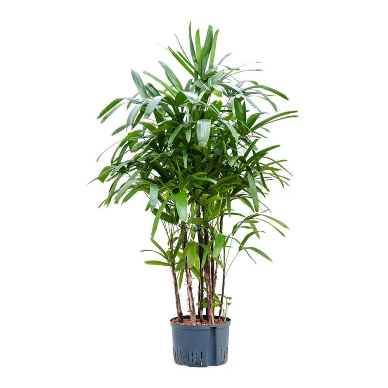 Rhapis excelsa - Lady Palm - Hydroculture - Image 2