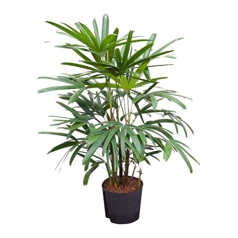 Rhapis excelsa - Lady Palm - Hydroculture - Image 3