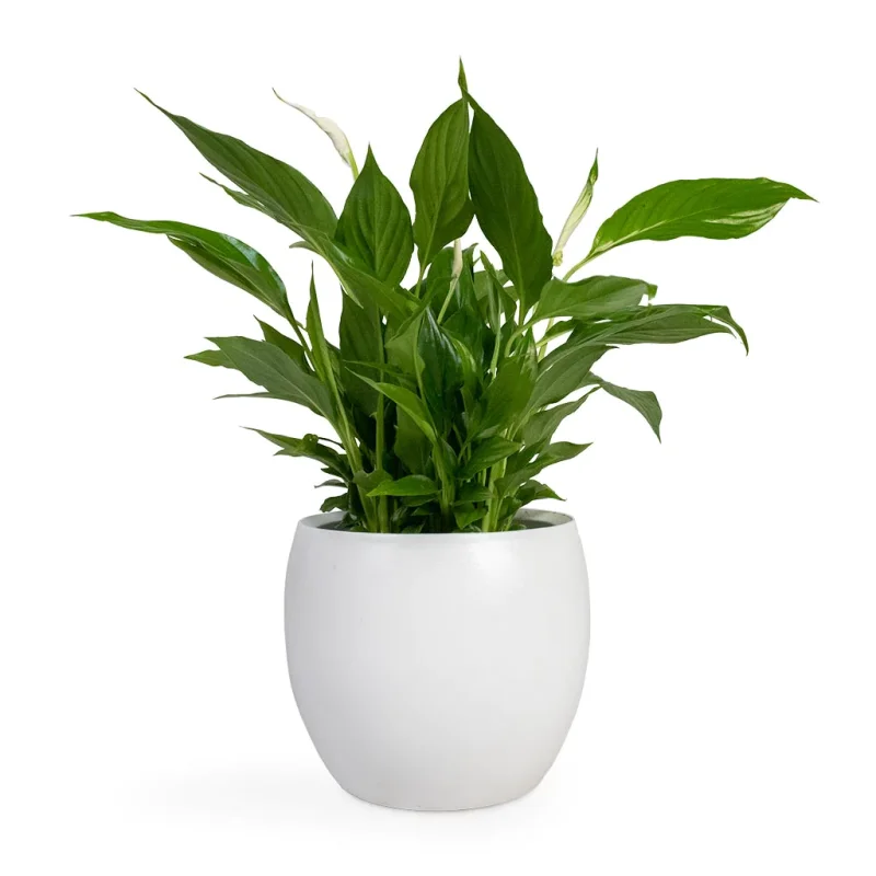 Spathiphyllum Bellini - Peace Lily - Image 2