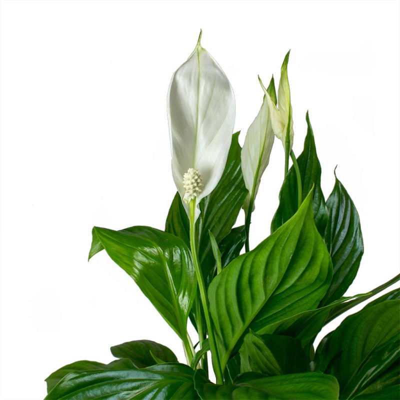 Spathiphyllum Bellini - Peace Lily - Image 3