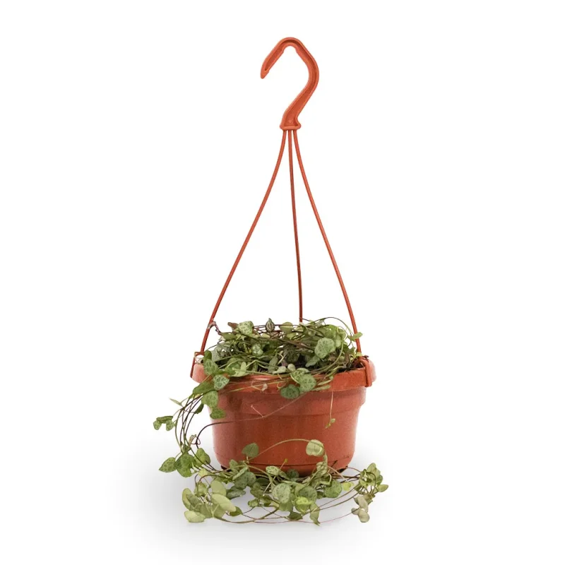 Ceropegia woodii - String of Hearts - Image 2