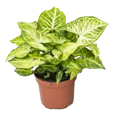 Syngonium nephthytis Arrow - Arrow Plant