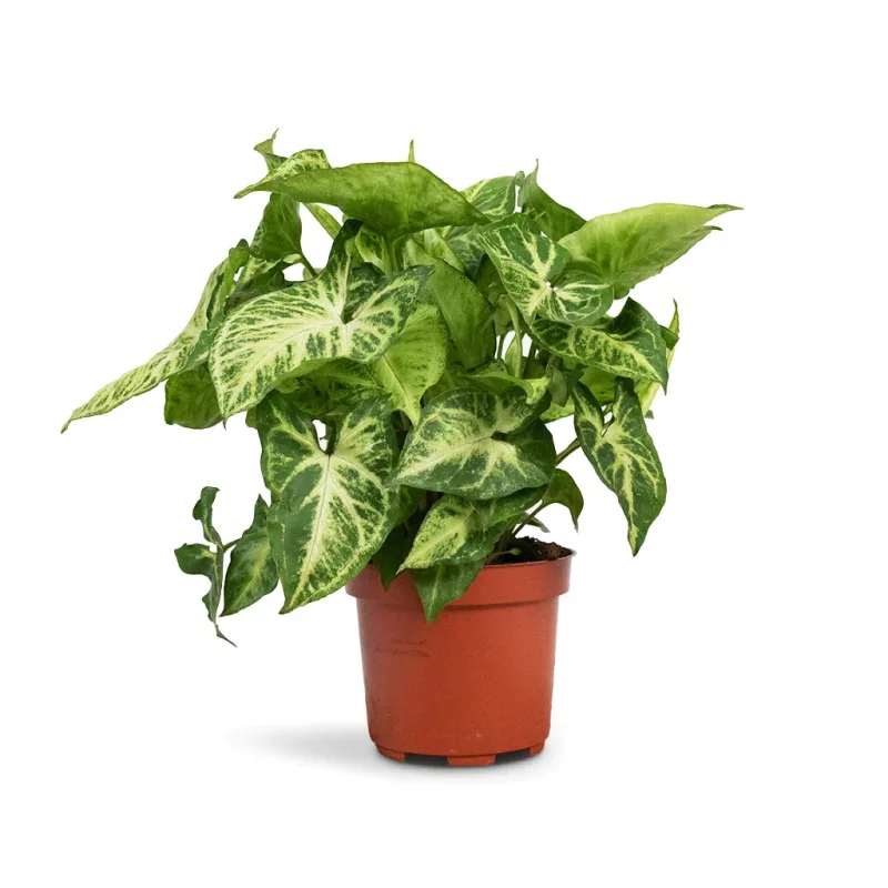Syngonium nephthytis Arrow - Arrow Plant - Image 3