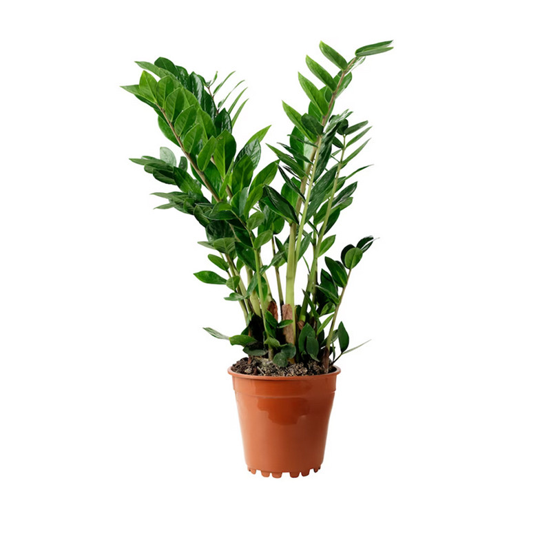 Zamioculcas zamiifolia - ZZ Plant - Image 2