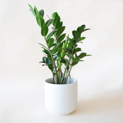 Zamioculcas zamiifolia - ZZ Plant