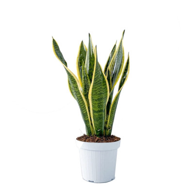 Sansevieria trifasciata Golden Flame - Snake Plant