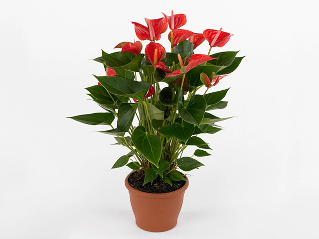 Anthurium Diamond Red - Image 2