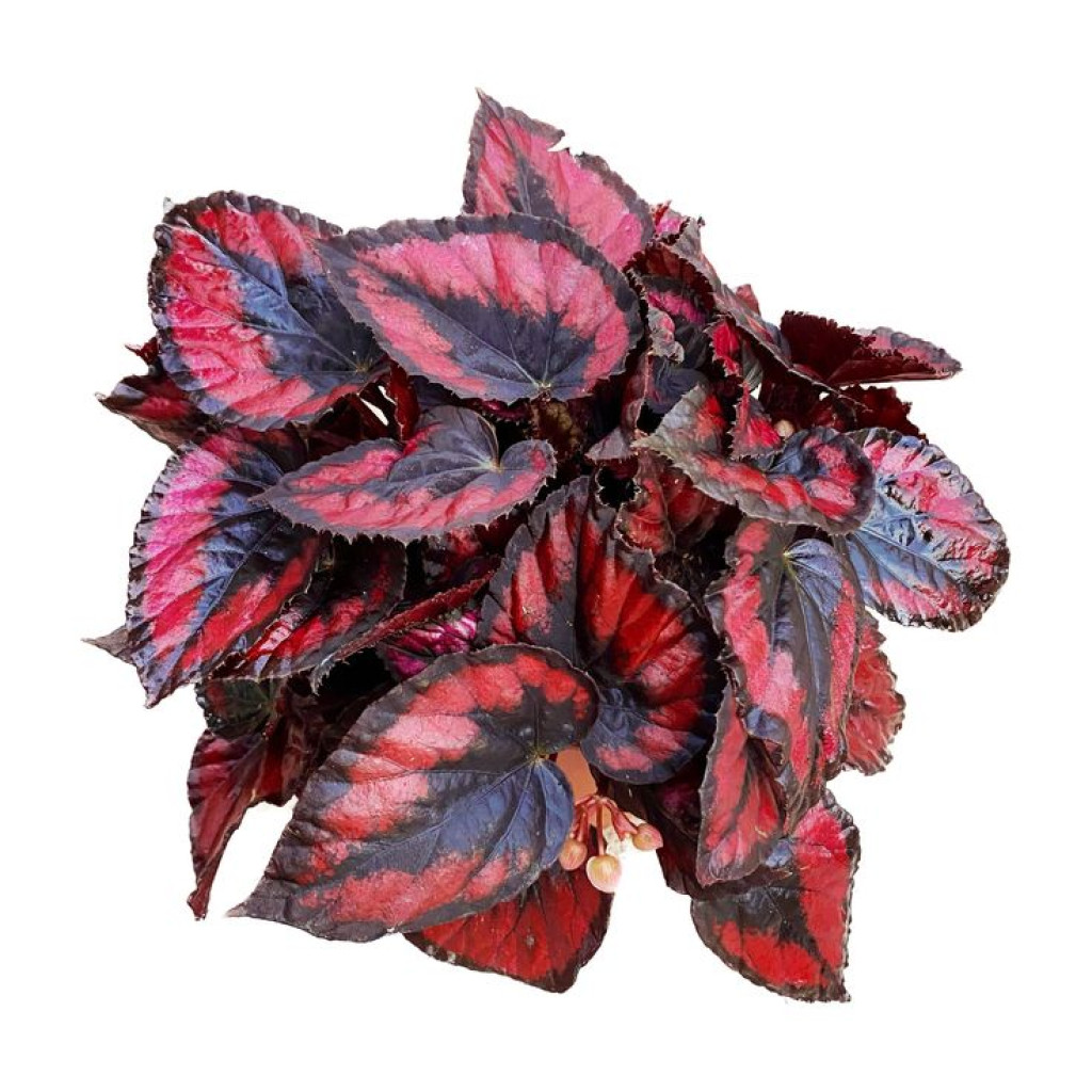 Begonia -Rex - Image 2