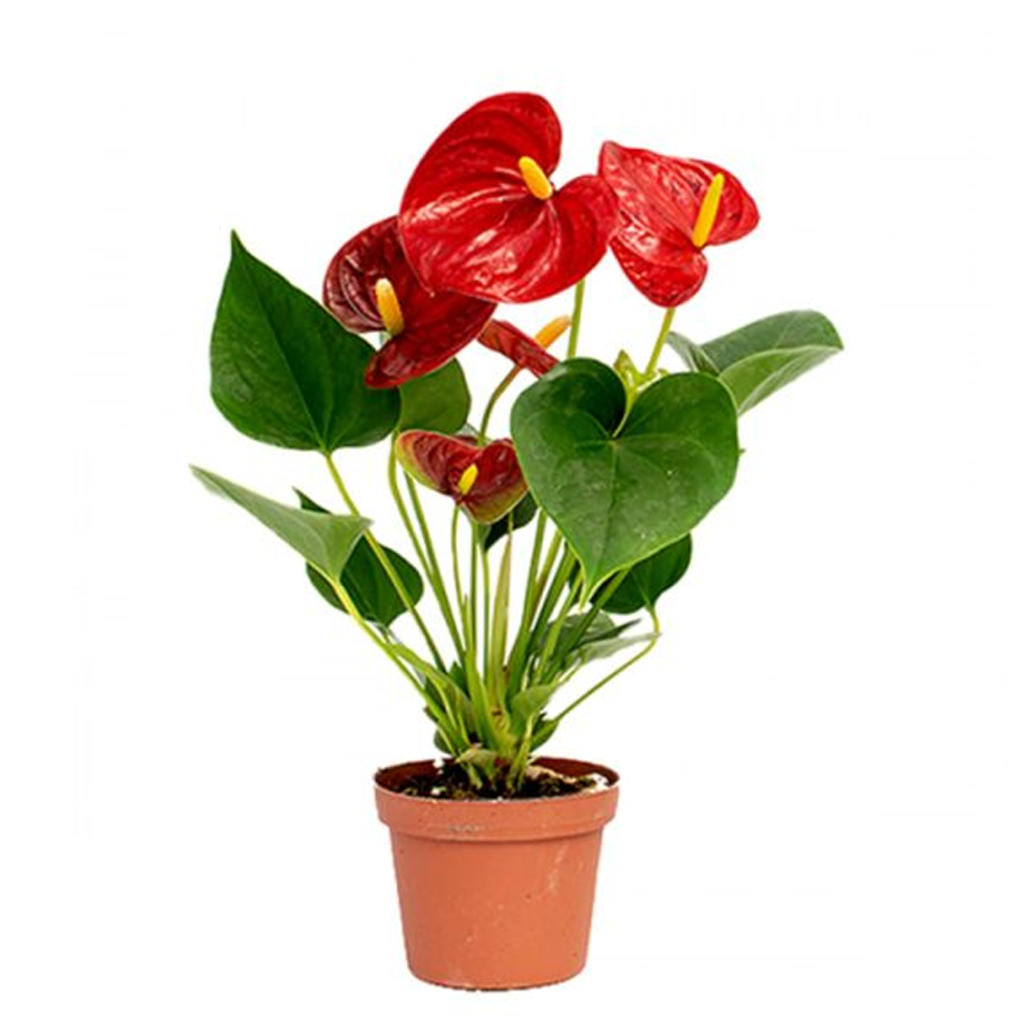 Anthurium Diamond Red