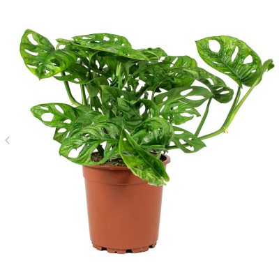 Monstera adansonii - Philodendron Monkey Mask