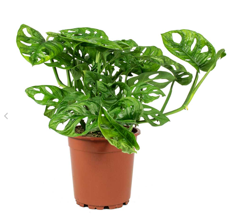 Monstera adansonii - Philodendron Monkey Mask