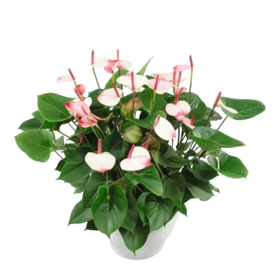Anthurium Princess Amalia Elegance