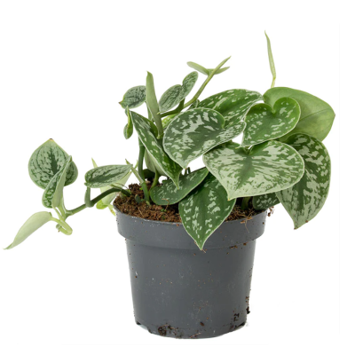 Epipremnum pictum Argyraeus - Satin Pothos