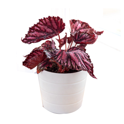 Begonia -Rex